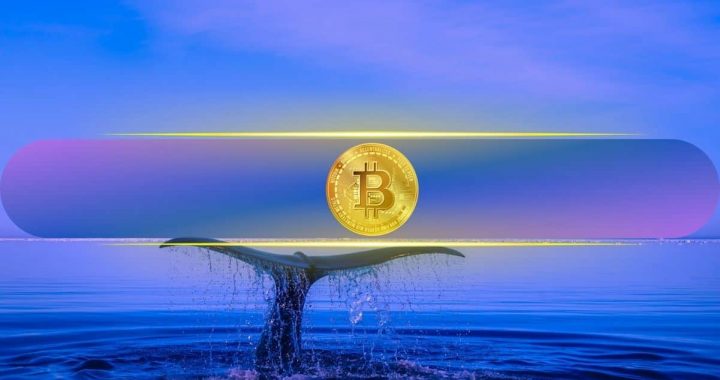 Bitcoin Wallet Holding Over 100 BTC Hits 17-Month High: Data