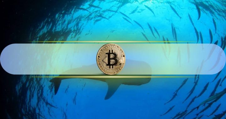 Bitcoin Whales Signal Confidence as Net Inflows Remain Positive