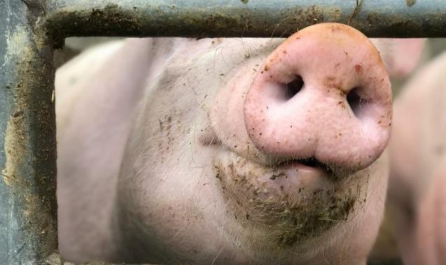 CFTC New Joint Crackdown Targets Crypto ‘Pig Butchering’ Scams