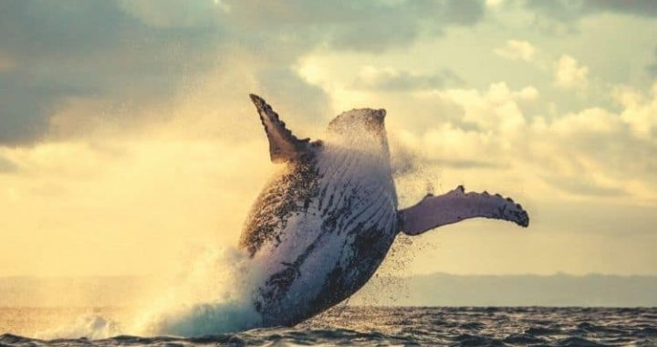 These Crypto Projects Are Seeing the Highest Increase in Whale Activity