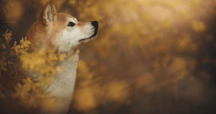 Shiba Inu Enters Top 10 by Surpassing TRX, TON Following Weekend Surge