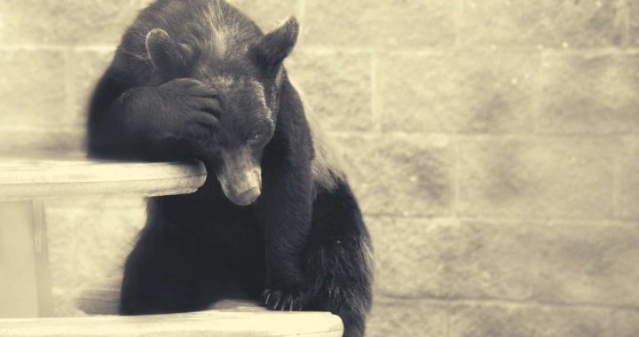 Ethereum Bear Liquidated for $23M as ETH Eyes $3K, BTC Notches New ATH