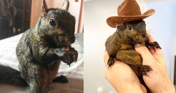 Peanut the Squirrel’s Viral Fame Sparks Meme Coin Frenzy on Solana