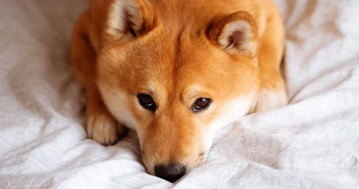 Shiba Inu, Dogecoin Retrace by Double Digits as Rally Cools Off, Liquidations Up to $900M