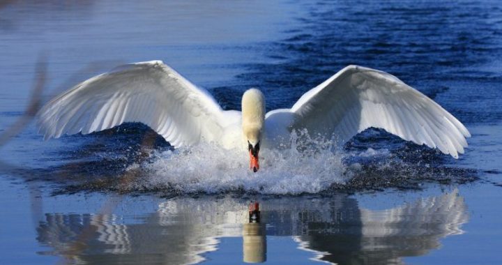 Swan Bitcoin Files Lawsuit Against Its Own Lawyers