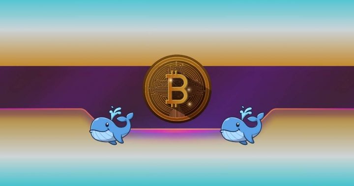 Here’s What BTC, DOGE, XRP Whales Did During The Market Correction