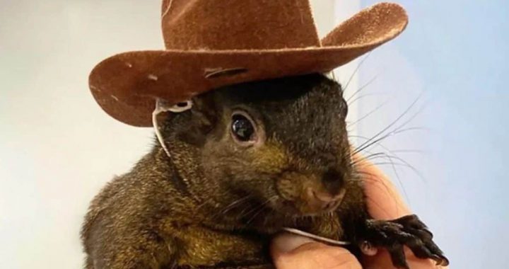 Squirrel Dad Sends Legal Warning to Binance for Alleged Misuse of PNUT Branding