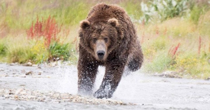 Bitcoin Technical Analysis: Bears Begin to Claw, Pulling Price to Key Levels