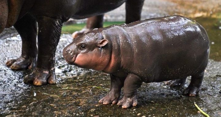 MOODENG Mania: Meme Token Surges Toward Record Prices Amid Coinbase Listing Buzz