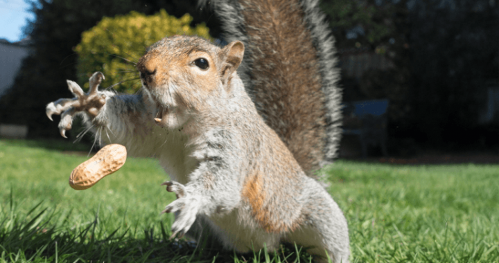 Is the Owner of Peanut the Squirrel a Serial Memecoin Opportunist?
