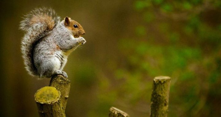 Peanut the Squirrel Owner Vows to Sue Exchanges for Alleged PNUT Trademark Infringement