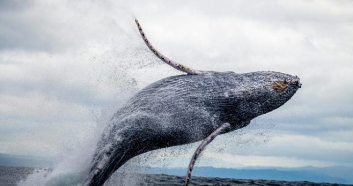 ​​Whale Awakens: $257M in Dormant Bitcoin Moves After 11-Year Hiatus