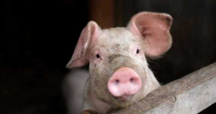 FBI Arrests Three in Pig Butchering Crypto Scam Tied to $13M Fraud Scheme