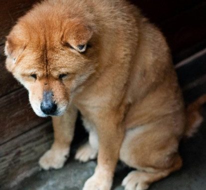 Dogecoin Sees 95% Drop In Network Activity—Trouble Ahead?