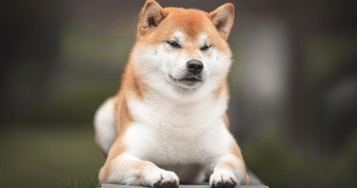 UAE Ministry Partners With Shiba Inu to Drive Web3 Innovation