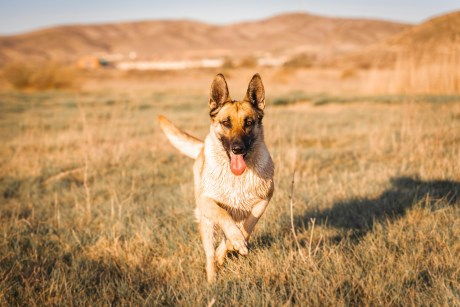 CZ Sparks Memecoin Frenzy With Dog Picture: Four.Meme Starts Token Betting Event
