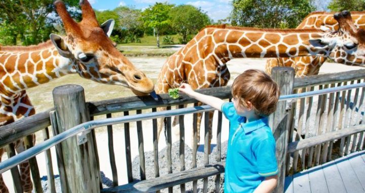 Mexican Billionaire Ricardo Salinas States That Europe Is a Zoo: Citizens to Be Spoon-Fed CBDC