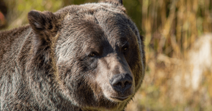 Bitcoin Price Analysis: Bulls Fight for Control as Bears Threaten a Massive Sell-Off