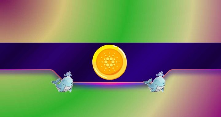 Cardano Whales Fill Their Bags: ADA Bull Run Incoming?