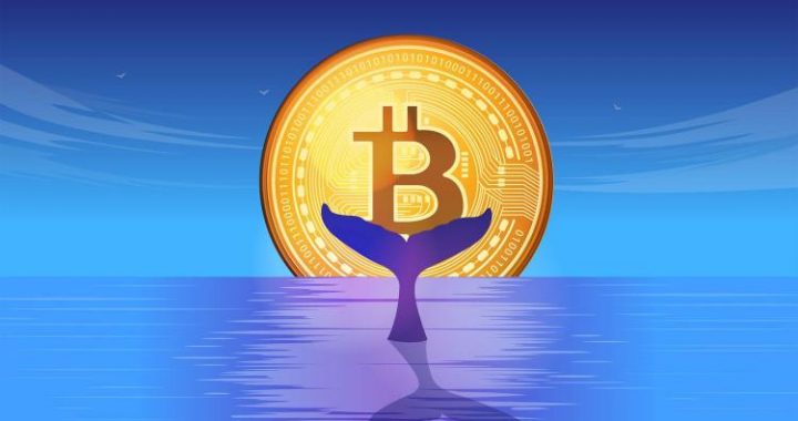1 Million Bitcoin In New Whale Hands—A Mega BTC Rally On The Horizon?