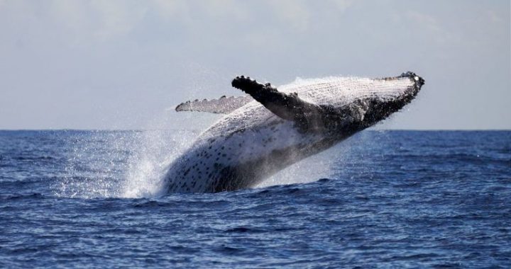 Bitcoin Pulls Back Slightly as Whales Buy the Dip