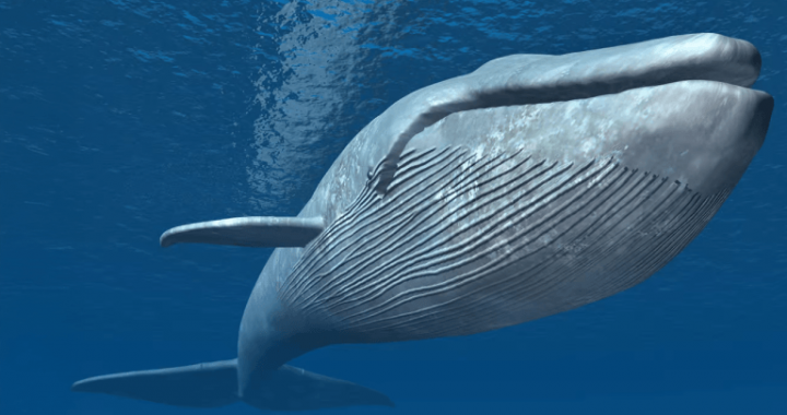 Whale Nets $1.6M Profit With 50x Leverage Amid Trump’s Crypto Reserve Announcement
