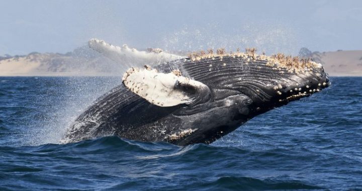 Bitcoin Whale Shorts $445 Million In BTC—Traders Plot Explosive Liquidation