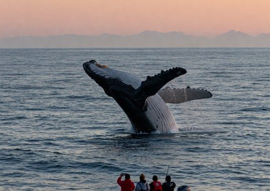 Whale Alert: Ripple Sends 200 Million XRP Into The Shadows