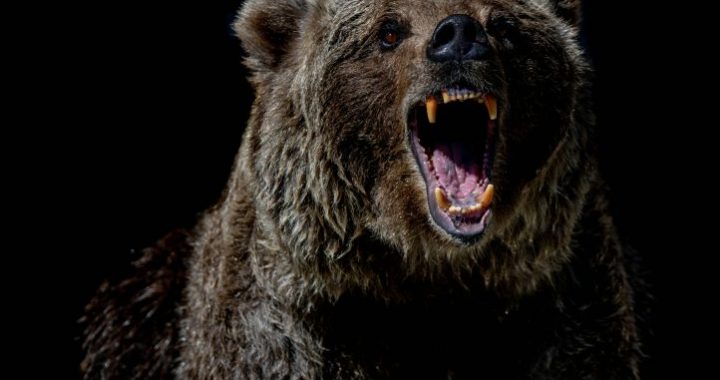 XRP ETF Launch Impresses Even In Bear Market, Says Analyst