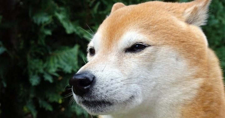 Is Shiba Inu On Track To Dethrone Dogecoin? Here’s What The Experts Say