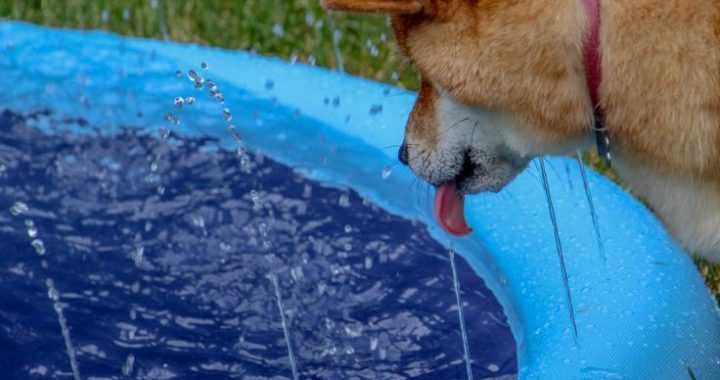 Brace For Impact: Dogecoin May Plunge Before Skyrocketing 400%—Analyst