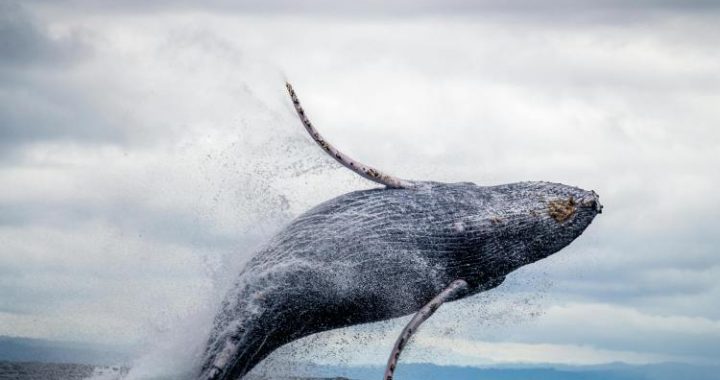 Whales Swallowing Bitcoin Fast — Will This Push BTC Price Up?