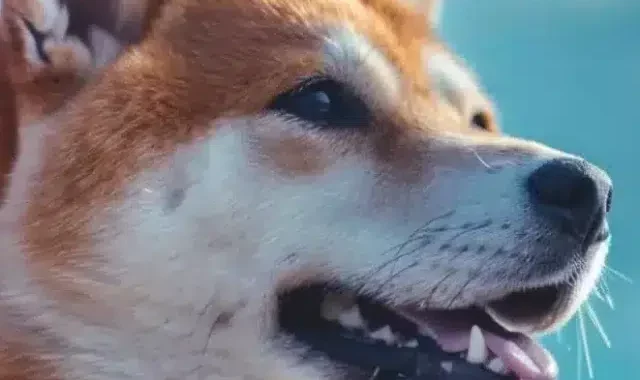 Is Dogecoin hype dead? Elon Musk says DOGE not in US plans