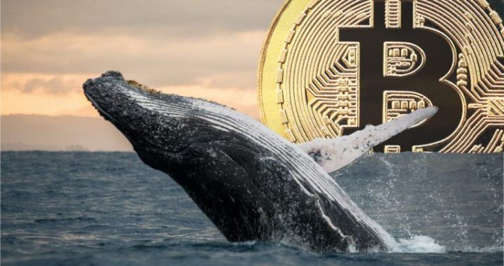 Cryptoquant Report Flags Stalled Whale Accumulation, Miner Pressure Hits Bitcoin