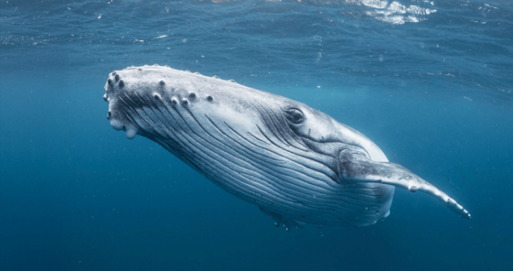 12 Legacy Bitcoin Wallets Move 1,200 BTC After 9 Years of Silence