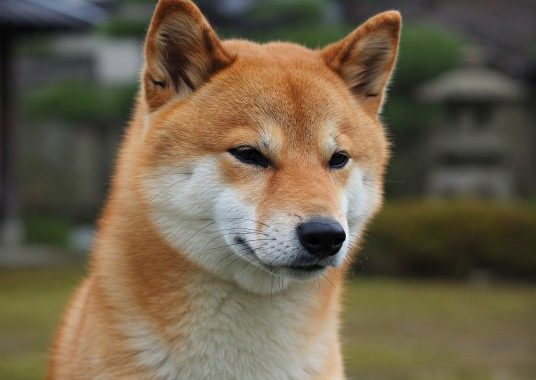 Double Trouble Or Double Gains? Shiba Inu Shows Signs Of Reversal Amid Massive Burn