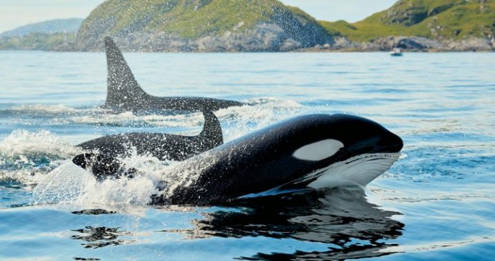 Crypto Whales On Watch As Over $3 Billion In Tokens Unlock Next Month