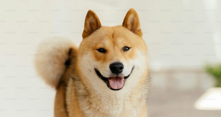 Analyst Drops Dogecoin Bombshell: 174% Surge To $0.65 In Sight