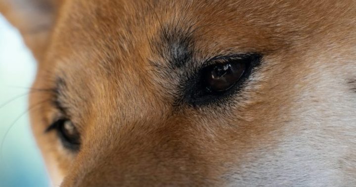 Can Dogecoin Price Still Rally 1,000%? Analyst Reveals End-Of-Year Prediction