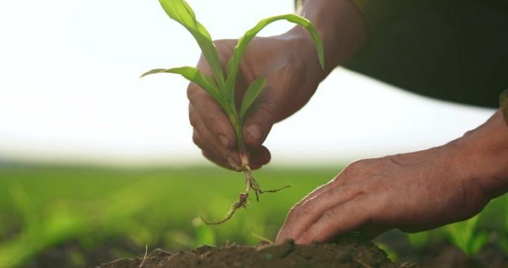 Rootstock Achieved Record Merged Mining Participation Despite Declining User Activity in Q1