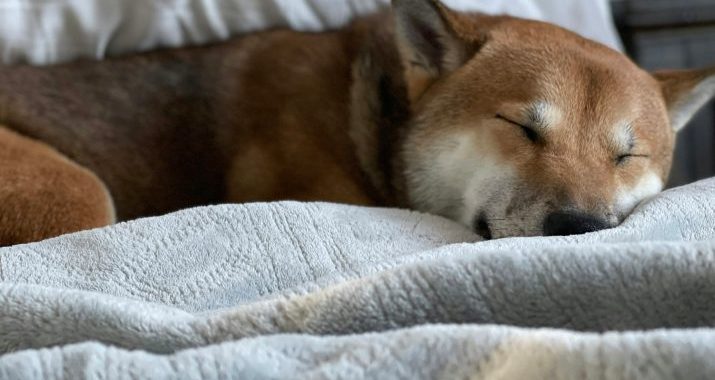 Dogecoin Danger: A Dip Under $0.16 Could Trigger A 30% Crash—Analyst
