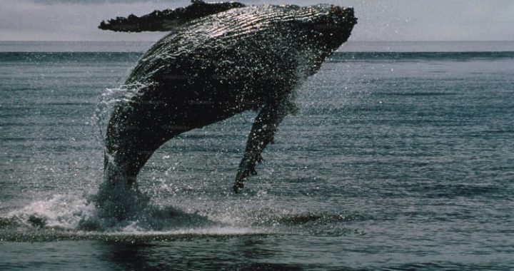 Bitcoin Whale Breaks Silence With $26 Million Transfer — What’s Going On?