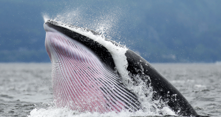 Inside the Crypto Whale Games: How Liquidation Hunting Targets Leveraged Traders