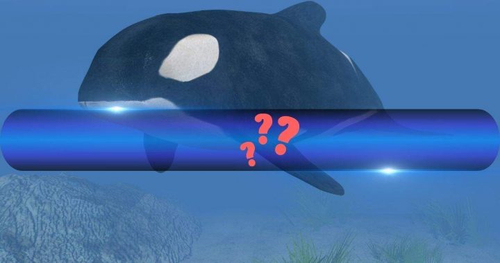 4 Cryptocurrencies to Watch as Smart Whale Opens Massive Long Position