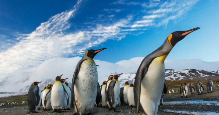 PENGU Heats Up: Nearly $600M In Open Interest Sparks Rally Talk