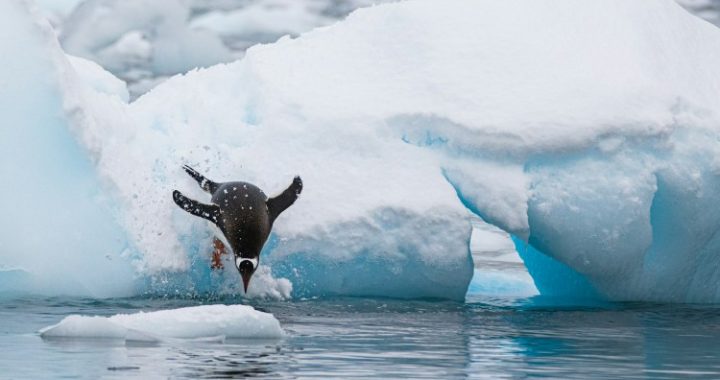 PENGU Leads Top Memecoin List Amid 20% Daily Surge – What’s Behind The Rally?