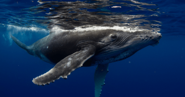 Fourth of July OG Whale Strikes Again: Another 10,000 BTC Moved as 30,000 Still Sit Idle