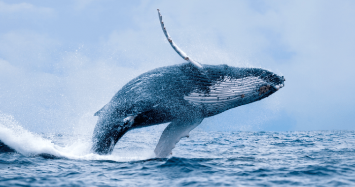 24K BTC Offloaded — Whale’s Billion-Dollar Pivot Shakes Crypto