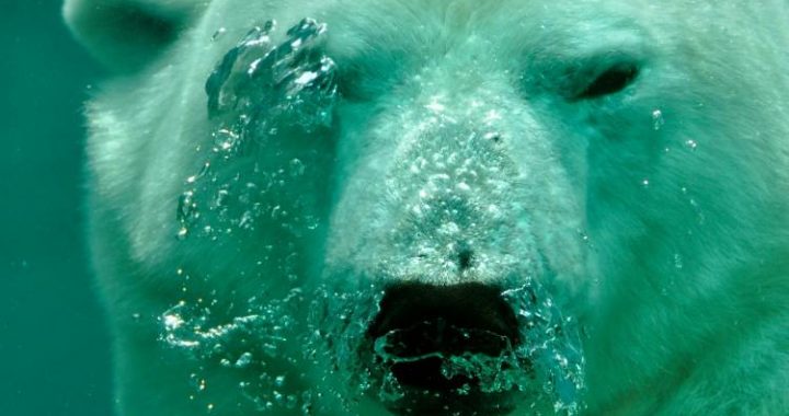 Analyst Says XRP Price Is Yet To Hit Its First Bearish Target – Details