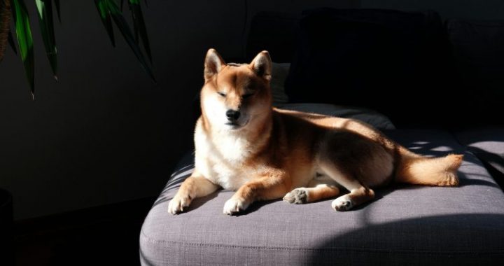 Dogecoin Draws New Attention As Open Interest Tops $3 Billion